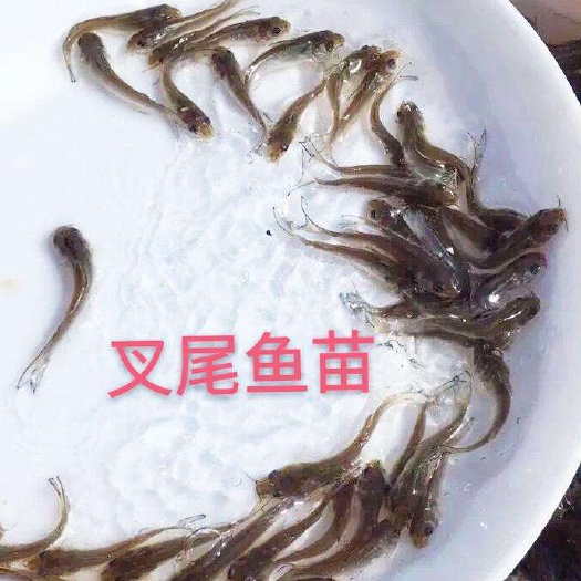 绥阳县 供应斑点叉尾鮰鱼苗，货源充足，质量保证！！！
