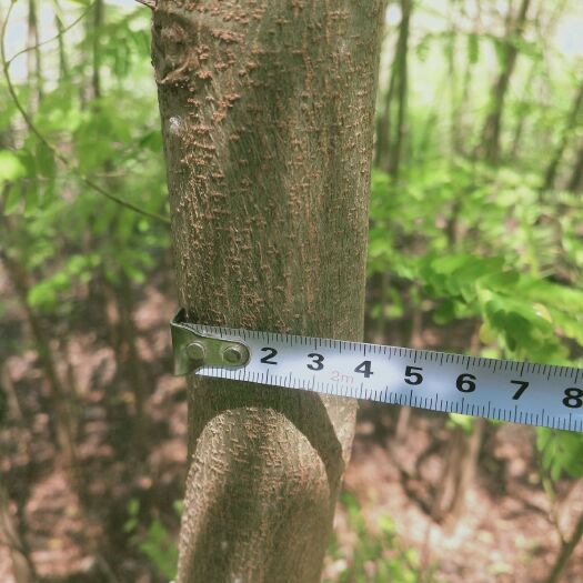  米径3公分凤凰木裸根苗
