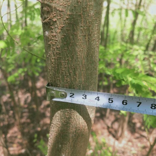 双柏县 米径3公分凤凰木裸根苗