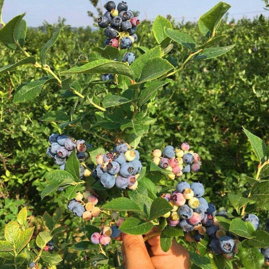 平邑县 蓝莓苗蓝莓树苗盆栽地栽当年结果室外阳台南方北方种植原土发货