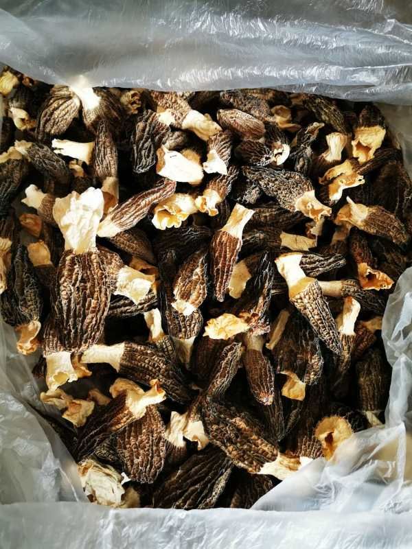  贵州黔南羊肚菌