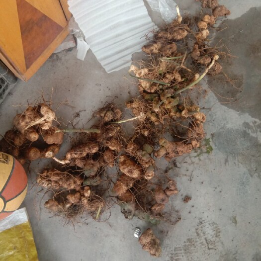 奉节 山上找的黄精 数量有限 鲜货供应