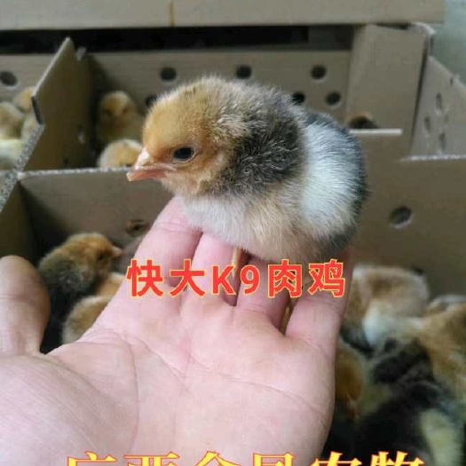 南宁 k9鸡苗
