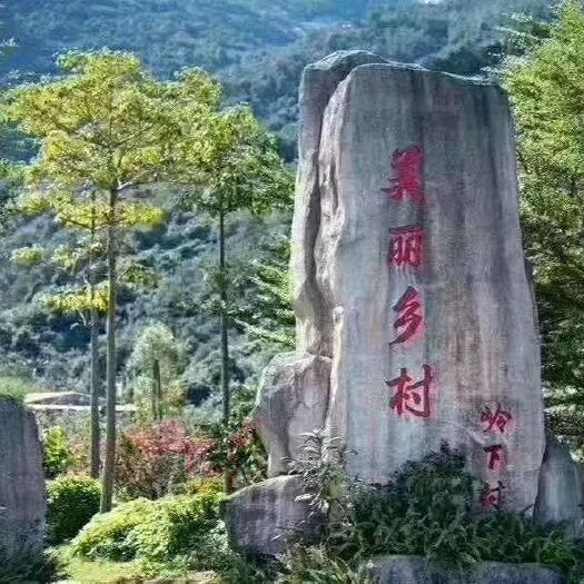 莆田 枇杷现在是成熟季节，早钟六号特别甜，顺丰包邮