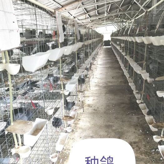 赣州龙华灰鸽乳鹆_肉鸽批发