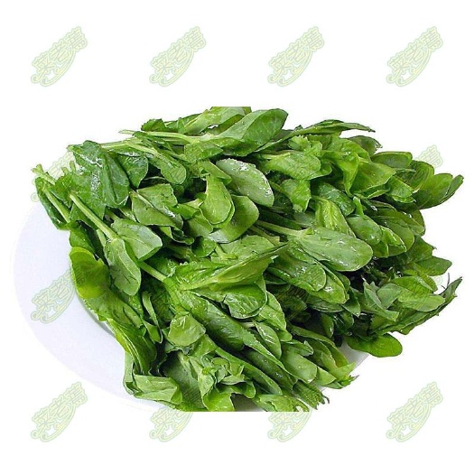 沧县脱水万年青小菜心万年青干菜