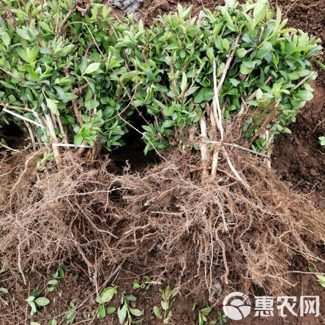 金花3号树形金银花苗  封丘金银花苗 四季树形黄白花 优