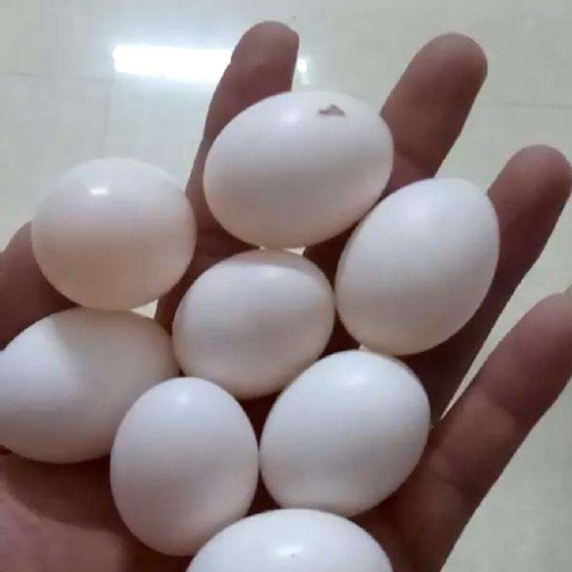 界首市信鸽蛋  鸽子蛋