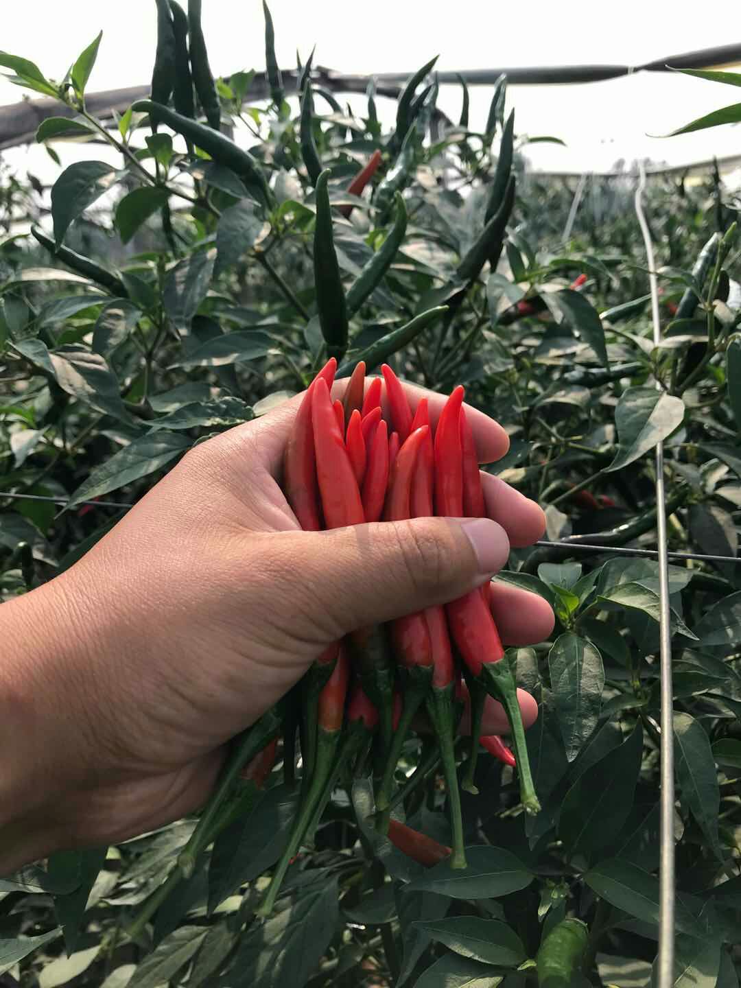 朝天椒种子  泰国，艳红大果型单生，产量高，抗病强，超高产