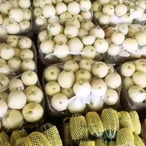 青县博洋9号甜瓜 高品质低价格，超甜口感