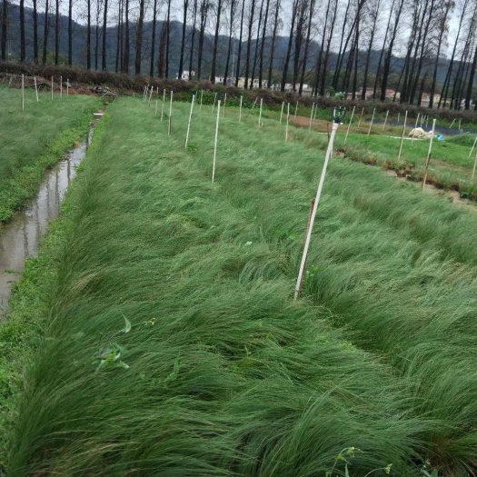 东莞市细叶针芒 墨西哥羽毛草  细叶针矛  基地直供  园林绿化工程袋苗
