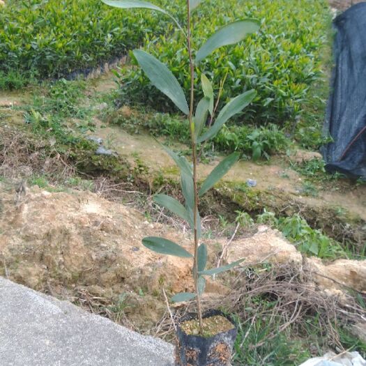 广州相思树苗 相思