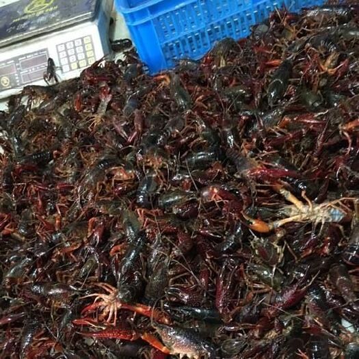 洪湖市 湖北淡水小龙虾各种规格长期发货，物美价廉！