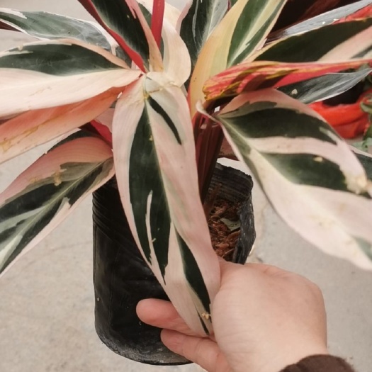 漳平市孔雀竹芋 七彩竹芋绿色植物基地直发