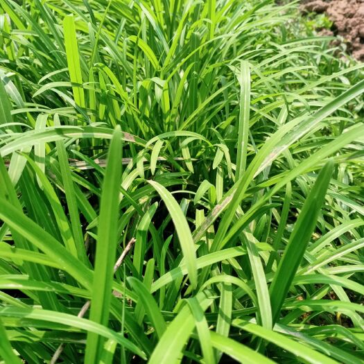 习水县韭菜根 头茬 20~30cm