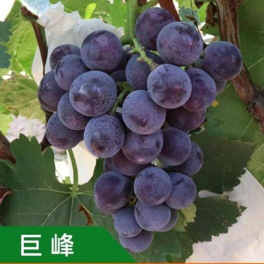北票市 巨峰葡萄苗