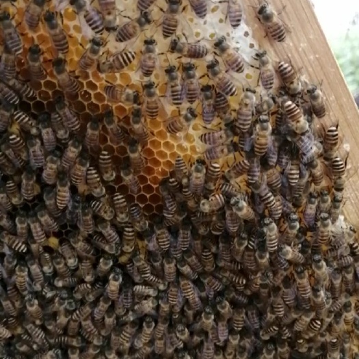 博罗县 土蜂蜜