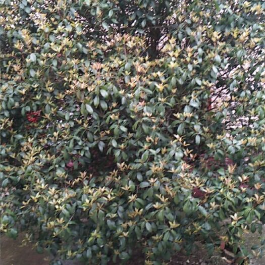 桐城市 香樟树  桂花树（金桂  丹桂）