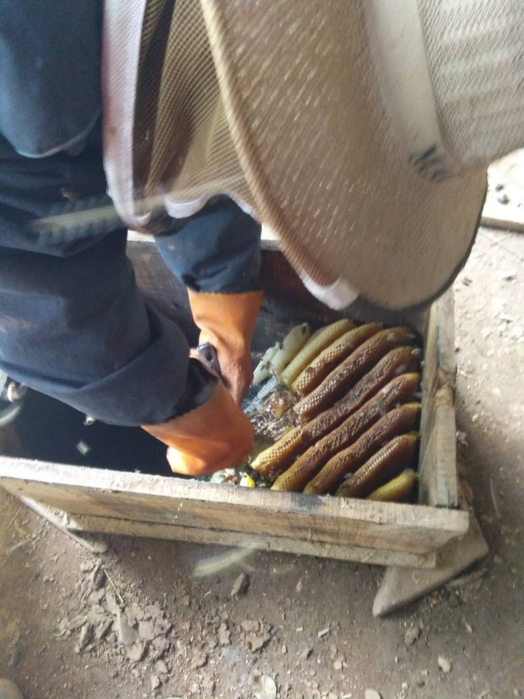  中蜂 土蜂蜜 价钱可商量 寻找收货老板一年可供一千斤