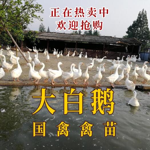 昆明大白鹅苗，孵化场直发  全国发货
