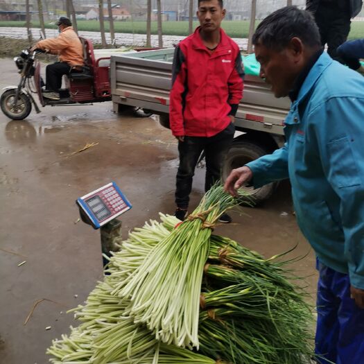 邳州市白帽蒜薹 大量上市了  2.8