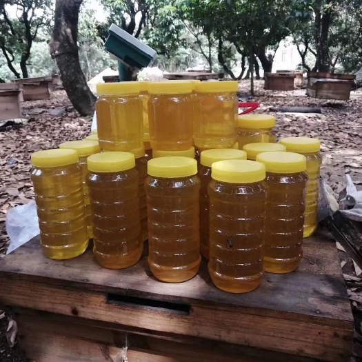 高州市龙眼蜜  大山纯蜂蜜