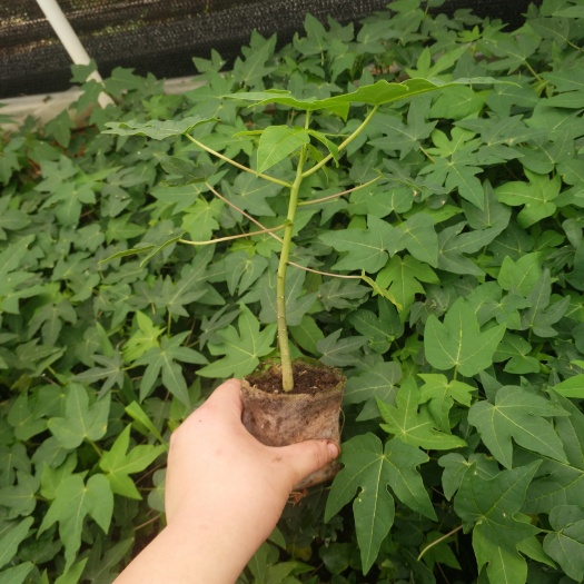 灵山县 红肉水果木瓜苗，果子个大味甜产量高