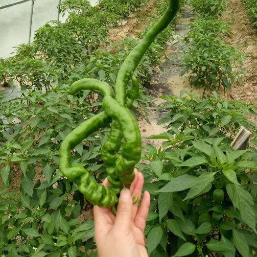 辰溪县辣椒王 15~20cm 中辣 靑色