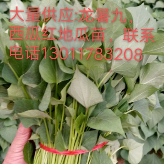 泰安西瓜红红薯苗 大田龙暑九，西瓜红薯苗，纯度高，质量好，欢迎新老客户前来采购