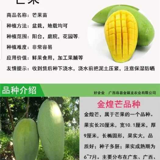 灵山县金煌芒果苗  芒果树苗当年结果南方红象牙台芒贵妃金煌芒特大嫁接苗四季盆栽