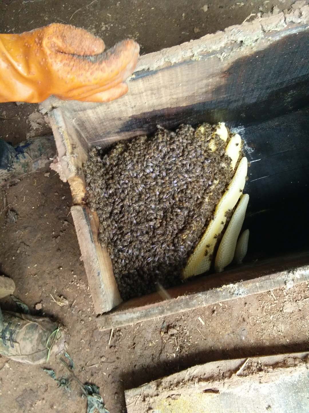  中蜂 土蜂蜜 价钱可商量 寻找收货老板一年可供一千斤