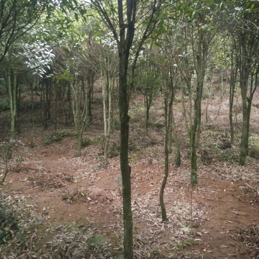 浦城县普通桂花树 浦城丹桂占地树地径8一9㎝最后2百棵清圃处理