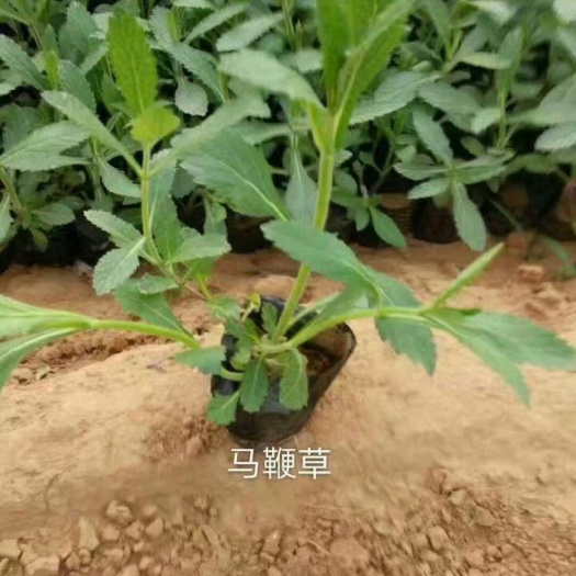 青州市马鞭草种子 精品马鞭草，小苗基地大量供应