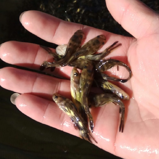 绥阳县 供应黄颡鱼苗，质量保证，成活率高，皮毛好！