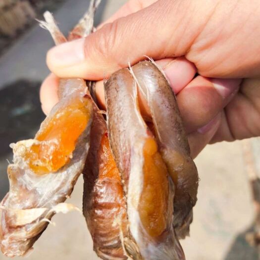滨州沙光鱼 油光鱼，也叫籽鱼