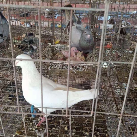 南宁肉鸡苗 统货