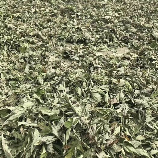 蕲春县 端午干艾叶