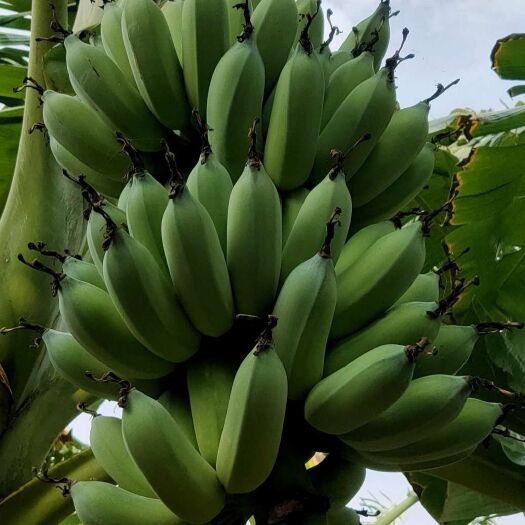 乐东县芭蕉