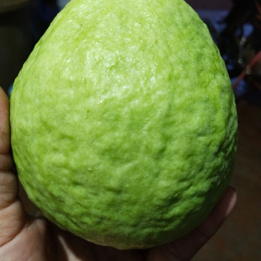 雷州市 珍珠番石榴（白心），补充维生素C高，自家种的。