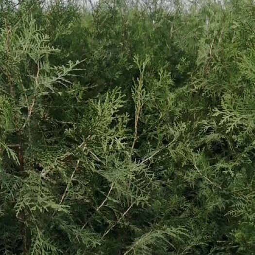 咸阳圆枝侧柏 侧柏苗
