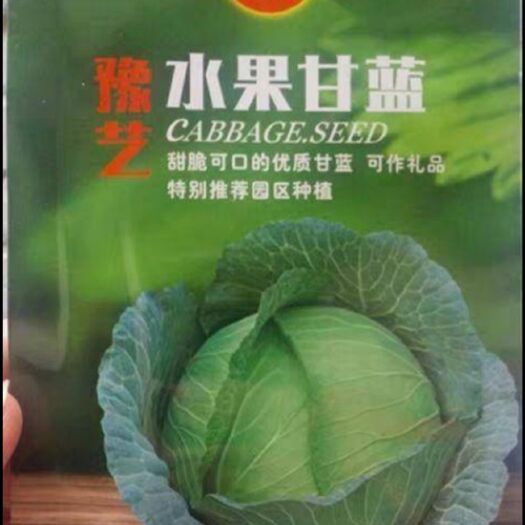 夏邑县 绿甘蓝种子  豫艺水果甘蓝  优质甘蓝品种 生长速度快
