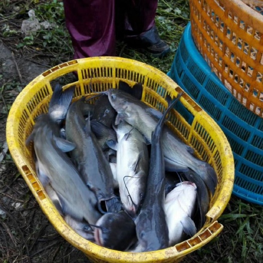 绥阳县叉尾鮰鱼 供应斑点叉尾鮰大鱼，3斤起，货源充足，质量保证！！！