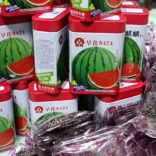 寿光市 8424/美都西瓜苗子