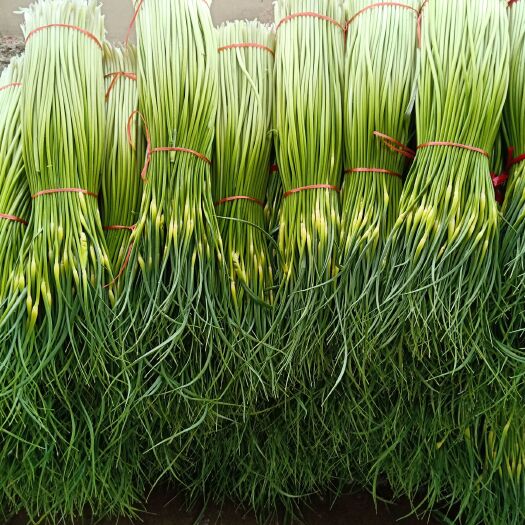 丰县白帽蒜薹 70cm以上