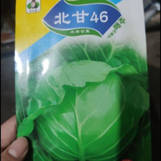 夏邑县 绿甘蓝种子 北甘46 甘蓝种子