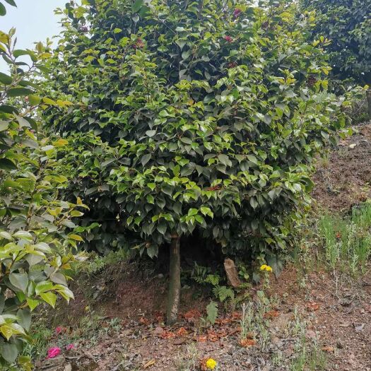 高县 精品茶花
