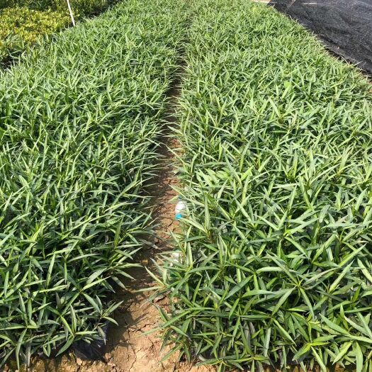 东莞市大花芦莉 翠芦莉  基地直供  园林绿化工程袋苗  大量优质现货