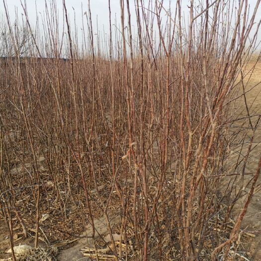 阜新县 出售三年生鸡心果苗