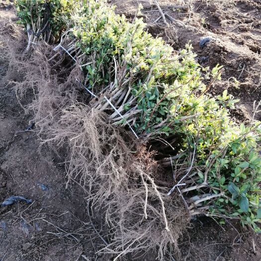 封丘县金花3号树形金银花苗  封丘金银花苗 四季树形黄白花 药用优