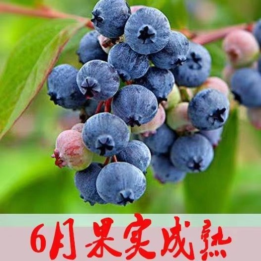 灵山县 蓝莓苗，庭院阳台种植非常美观